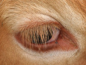 cow's eye