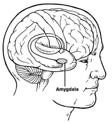 Line-art brain illustration labeling the amygdala—crucial for understanding and overcoming approach anxiety