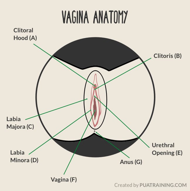 Illustration of a female vagina showing each part.